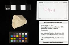 Foto (Objekt + Etiketten) von Cracensigillatus acutirostrus (Moericke, 1889) 